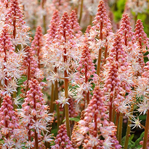 Tiarella Spring Symphony è un arbusto perenne erbaceo da esterno con fiori bianchi.