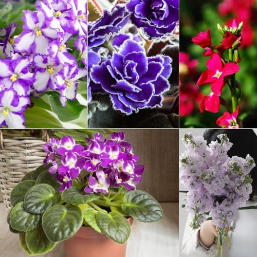 500 piezas Semillas de violeta (violeta africana) cultivo de semillas semillas decoración de jardín para exterior violeta cornuda jardín de plantas semillas de planta Las plantas
