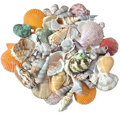 LAPONO Coquillage Decoration Mixte, 350g Coquille Saint Jacques Deco Aquarium Coquillages Marins Coquille de Conque Naturelle Plage d'océan Accessoire pour Aménagement Paysager Mariage Beach Party