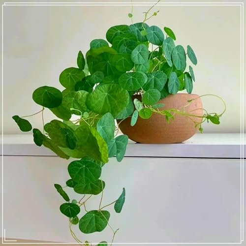 Pianta Albuca Spiralis，Albuca spiralis pianta vera，Bulbi di albuca spiralis，piante grassa，Purificare l'aria e abbellire l'ambiente-5 Bulbi-D