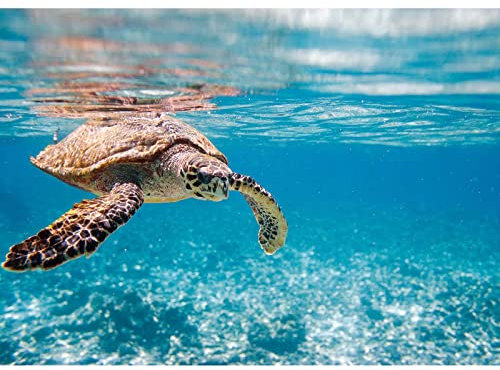 BRICOFLOR Wandbild mit Schildkröte | Unterwasser Bild auf Leinwand mit Meeresschildkröte | Tier Leinwandbild in Türkis ideal für Badezimmer