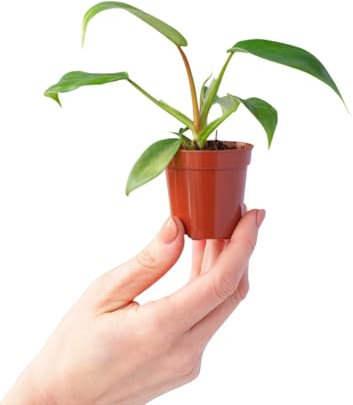 PLNTS - Baby Philodendron Florida Beauty Green - Zimmerpflanzen, Pflanzen Echt, Nachhaltige Verpackung - 2cm Stecklinge - Höhe 25cm - Direkt von der Gärtnerei