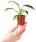 PLNTS - Baby Philodendron Florida Beauty Green - Zimmerpflanzen, Pflanzen Echt, Nachhaltige Verpackung - 2cm Stecklinge - Höhe 25cm - Direkt von der Gärtnerei