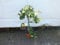 Angebot echter Zitronenbaum 100-130 cm Zitrone Citrus Limon Zitruspflanze