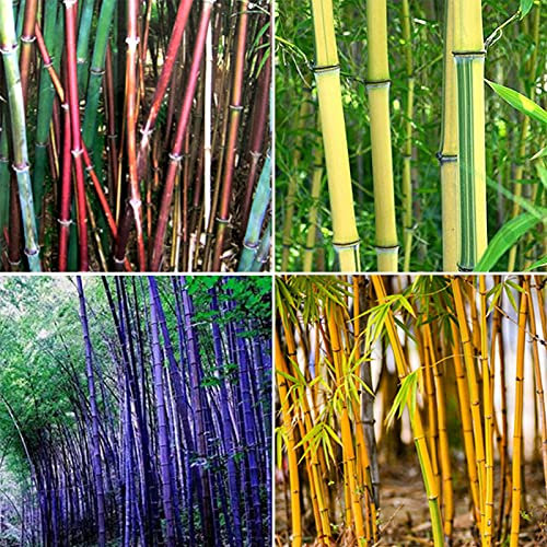 Benoon Graines De Bambou, 300 Pièces/Sac Graines De Bambou Tolérantes à L'ombre Décor à La Maison Rare Phyllostachys Pubescens Semis De Jardin Pour Arrière-cours Graines de bambou