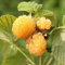 45 Stück Moltebeeren-Fruchtsamen