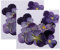 sharprepublic Fleur Séchée Vraie Naturelle Pressée par Fleur Violette De 24 Morceaux pour L'artisanat