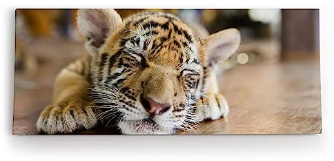 Paul Sinus Wandbild 120x50cm Kleiner Tiger Babytiger Katze Katzenbaby Flauschig