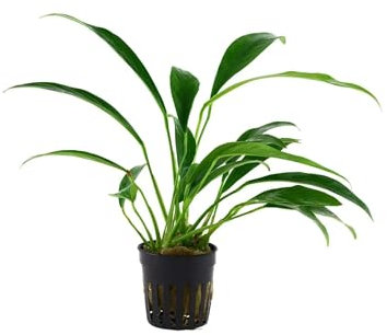Anubias barteri var. angustifolia - Live aquarium plant