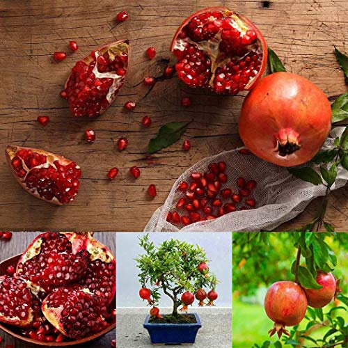 Keptei Samenhaus- Granatapfelbaum Samen Punica Granatum Zwerg Granatäpfel Seed Zierbaum Bonsai winterhart mehrjährig für Garten usw (10)