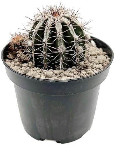 Fangblatt – Echinopsis 'haku-jo' – exotischer Kaktus im Ø 10,5 cm Topf – auffällige Sukkulente – pflegeleichte Zimmerpflanze