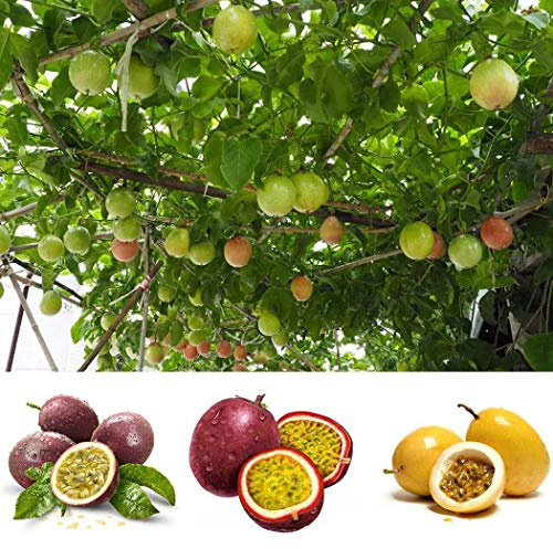 Keptei Samenhaus- 20 Korn Maracuja Passionsfrucht Samen (Passiflora edulis) Obstpflanze Granadilla Seed mehrjaehrig schmeckt gut (Rot)