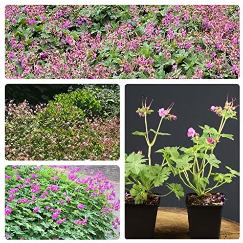 Pflanzset Geranium I - 20 Pflanzen