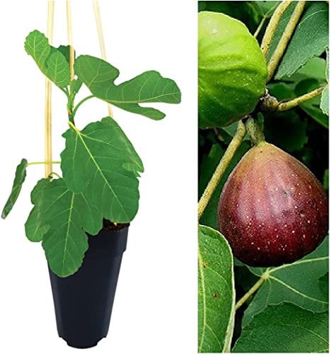 Higuera Árbol Natural para Decoración del Hogar Planta Natural Árbol Frutal