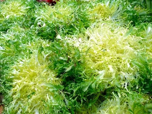 800 Frisee Endive Seeds for Planting Chicory Heirloom Non GMO 2+ Grams Garden Vegetable Bulk Survival