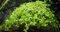 AquaOne Aquarium Pflanze 10 Stück Micranthemum tweediei 'Monte Carlo' I Wasserpflanze Aquariumpflanze Bodendecker Spar-Set einfach pflegeleicht Aquascaping Dekoration