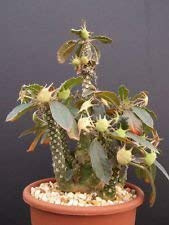 VISA STORE Dorstenia LAV 20542 @ raras suculentas Caudex Bonsai Semilla 50 semillas