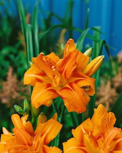 Hemerocallis fulva 'Kwanso' ca. 11x11 cm Topf - Taglilie, orange-rote gefüllte Blüten, Blütezeit Juni-August, ideal für Rabatten, pflegeleicht und robust