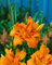 Hemerocallis fulva 'Kwanso' ca. 11x11 cm Topf - Taglilie, orange-rote gefüllte Blüten, Blütezeit Juni-August, ideal für Rabatten, pflegeleicht und robust