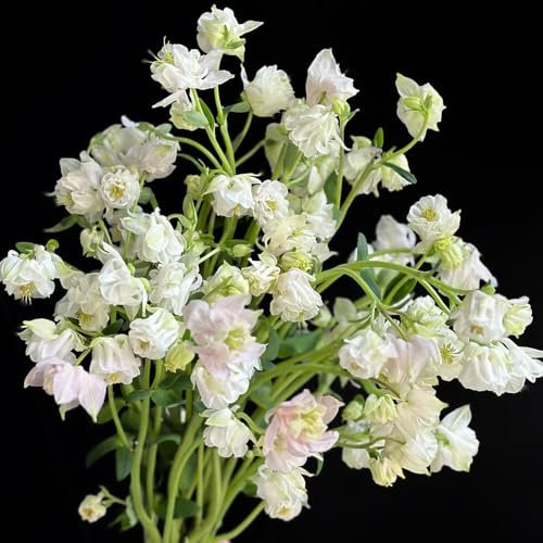 50 Pcs Akelei Samen Mehrjährig Winterhart - Aquilegia Columbine - Geschenke Für Gartenfreunde, Gartenblumen Akelei Pflanze Samen, Minigarten, Bonsai Baum Echt, Sträucher Winterhart