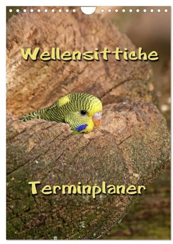 Wellensittiche Terminplaner (Wandkalender 2026 DIN A4 hoch), CALVENDO Monatskalender: Muntere und freche Vögel (CALVENDO Tiere)