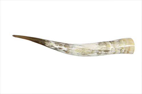 Brillibrum Design echtes Rinderhorn 71cm bis 80cm Länge poliert Waitussi Kuhhorn Unikat Horn Dekoration
