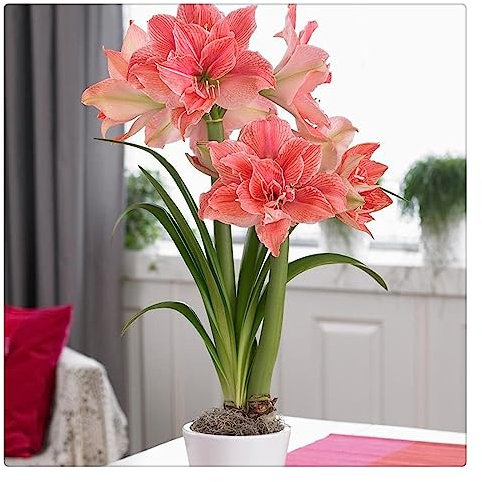 Amaryllis Bulb hippeastrum bulbs/Potted/Plants/Rhizome/Pleasant/Ornamental/Resistant/Bedding/Gorgeous-1bulbs-A