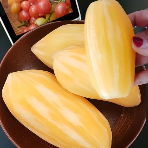 Yacon Kaufen, garten balkonpflanzen frisches geschenke für gartenliebhaber gemüsesamen für sonnige plätze 10Samen
