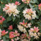 Rhododendron 'Golden Torch - Rhododendron 'Golden Torch' - 25-30 cm Topf