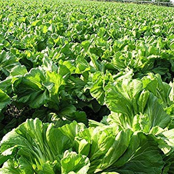 Foglia Semi di Senape 100 Semi Sinapis Alba Brassica Juncea Coss Senvy Semi D020