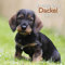 Dackel 2021 - Wand-Kalender - Broschüren-Kalender - A&I - 30x30 - 30x60 geöffnet - Hunde: Sausage Dog