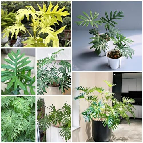 80 pz semi di piante di filodendro - pianta rampicante, piante da balcone resistenti (Filodendro selloum) semi di bonsai, piante decorative Piante da giardino, piante da giardino roccioso