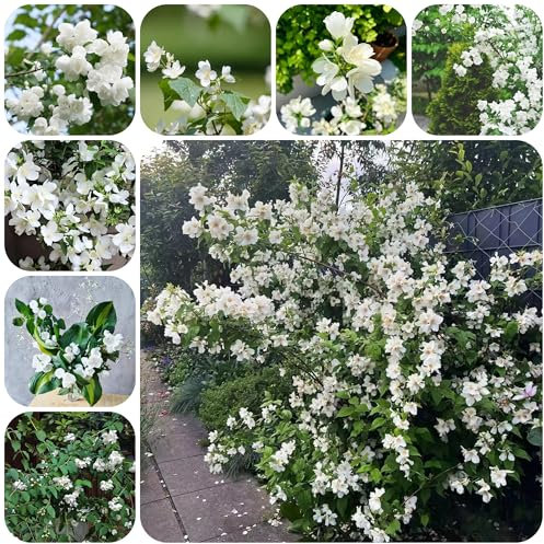 Gelsomino comune resistente - semi perenni resistenti perenni piante rampicanti resistenti piante da giardino roccioso resistenti semi di erbe aromatiche Gelsomino comune piante 300pcs