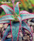 Neu! 20 PC Bunte Kaktus Rebutia Variety Mix Exotic Aloe Seed Cacti Rare Cactus Büro Edible Beauty Sukkulenten Bonsai Pflanze 13