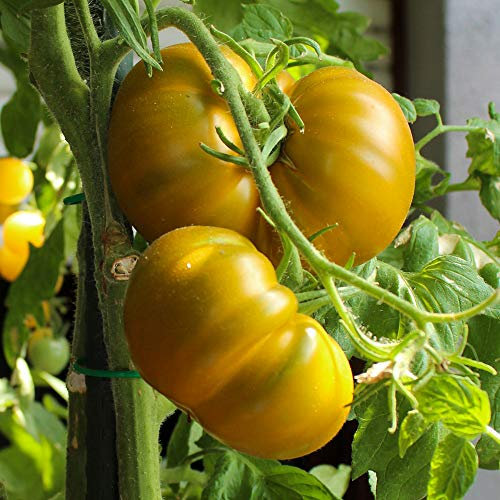 Aunt Ruby`s German Green Bio-Tomatensamen