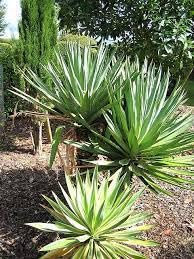 Nuovi semi freschi di albero di yucca gloriosa da 40 pezzi Aachondra