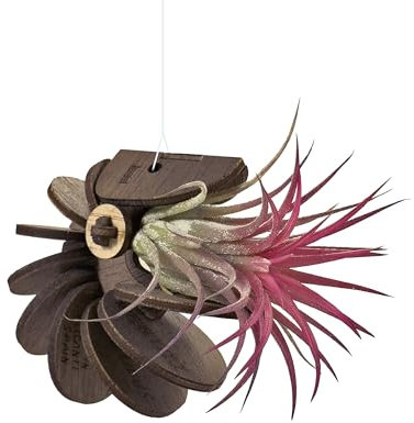 VEKULI Soporte de Plantas de Aire Nautilus - Diseño Marino para Tillandsia Individual