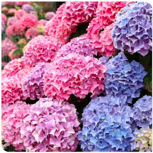 Los bulbos de hortensias de colores mixtos son resistentes al calor y fáciles de cultivar para jardines interiores y exteriores-2bulbos-F