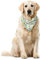 ABAKUHAUS Grünes Blatt Haustier Bandana, Olivenbaum, 40x40 cm, Avocado-Grün