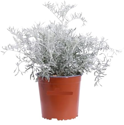 Senecio Cineraria Marittima (“Dusty Miller”) 3 Piante in Vaso | Fogliame Argenteo a Rosetta, Ornamento Elegante, Resistente al Sole e alla Siccità | Ideale per Bordure e Vasi