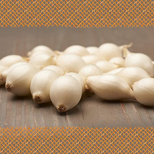 FLORTUS Steckzwiebeln Snowball 500 g | Schneeweiße Zwiebeln mit mildsüßem Geschmack | Frisch besonders lecker | Für alle Bodenarten geeignet | Ideal für Garten & Hochbeet | Zwiebeln stecken