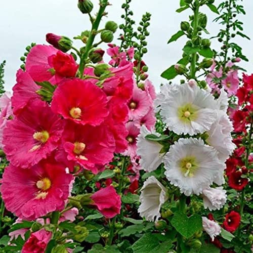 Haloppe 50 Pz Fiori Piante Semi per la Piantagione del Giardino di Casa, Semi di Fiori Colore Misto Semi di Malvarosa Piantare per Balcone Semi