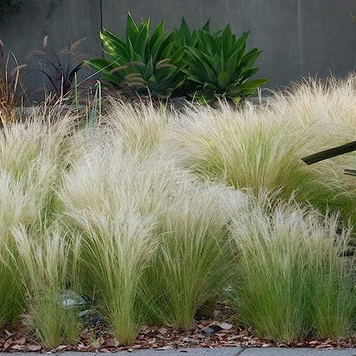 200 piezas semillas de plantas de hierba de pluma macetas planta deco,Stipa tenuissima,hierba ornamental gramíneas ornamentales regalos inusuales semillas de plantas plantas de