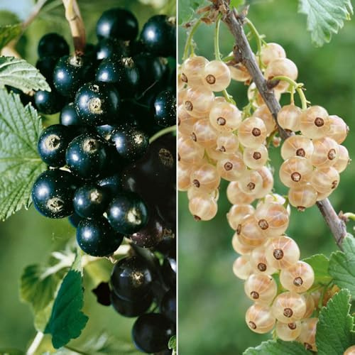 Johannisbeeren 'Weiß & Schwarz', Topf 2 Liter, 4 Pflanzen