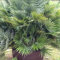 YouGarden Volcano Palm, Chamaerops compacta, Established Plant in 22cm Pot, Ready to Plant Hardy Palm Tree, Mediterranean Style Garden Feature