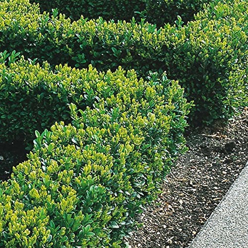 Piante di Bosso da Siepe 20-40 cm Bosso Sempervirens Folta Siepe Sempreverde (10 Piante)