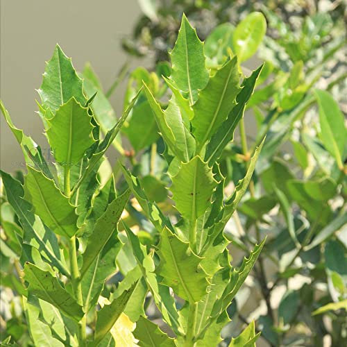150 Acanthus samen bodendecker samen winterhart hauswurz winterhart nachhaltige geschenke garten pflanzen bodendecker winterhart mehrjährig samen