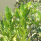 150 Acanthus samen bodendecker samen winterhart hauswurz winterhart nachhaltige geschenke garten pflanzen bodendecker winterhart mehrjährig samen
