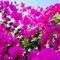 50 pcs bougainvillea winterhart samen - bonsai topf kräutergarten geschenk pflanzen für draußen winterhart,Bougainvillea spectabilis, flowers hochbeett deko pflanze bienen wiese topfpflanzen