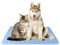 SAFLYSE Haustier-Matte Kühlkissen für Katzen und Hunde Nicht Giftig/Blau (L)